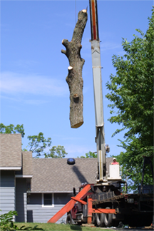 West metro tree trimming